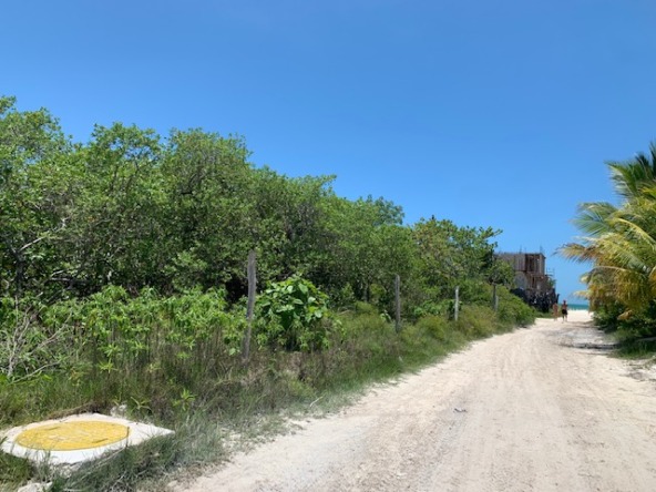 Terreno en venta en isla holbox - Camino de arena rodeado de vegetación tropical y palmeras que lleva hacia la playa