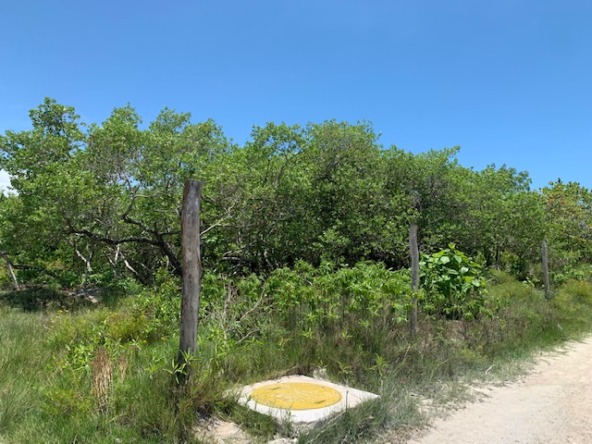Terreno en venta en isla holbox - Camino de arena rodeado de vegetación tropical y palmeras que lleva hacia la playa