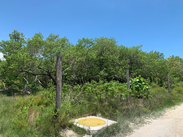 Terreno en venta en isla holbox - Camino de arena rodeado de vegetación tropical y palmeras que lleva hacia la playa
