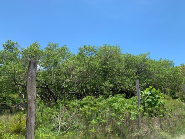 Terreno en venta en isla holbox - Vegetación tropical
